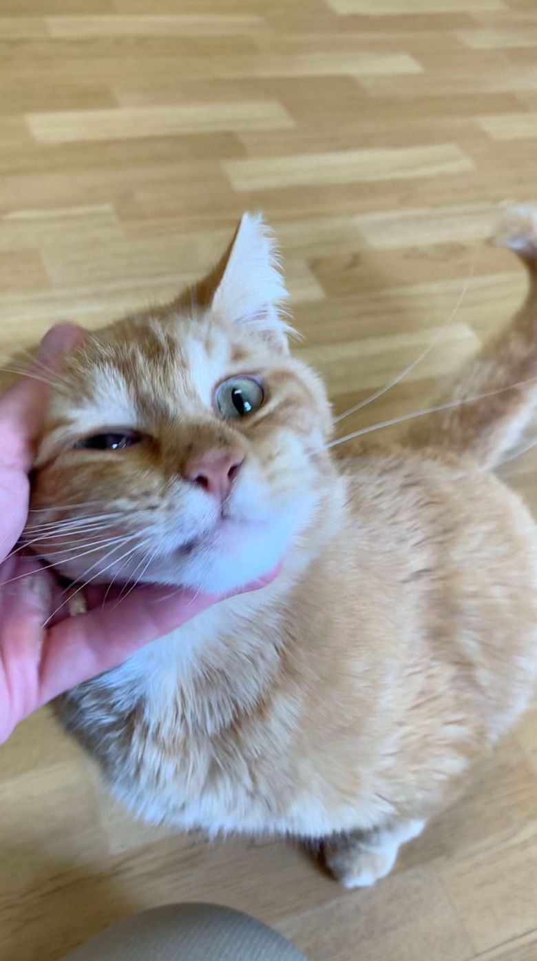 Illustration de l'article : Un chat errant et gravement blessé est amené chez un vétérinaire pour être euthanasié. Mais le destin en a décidé autrement (vidéo)